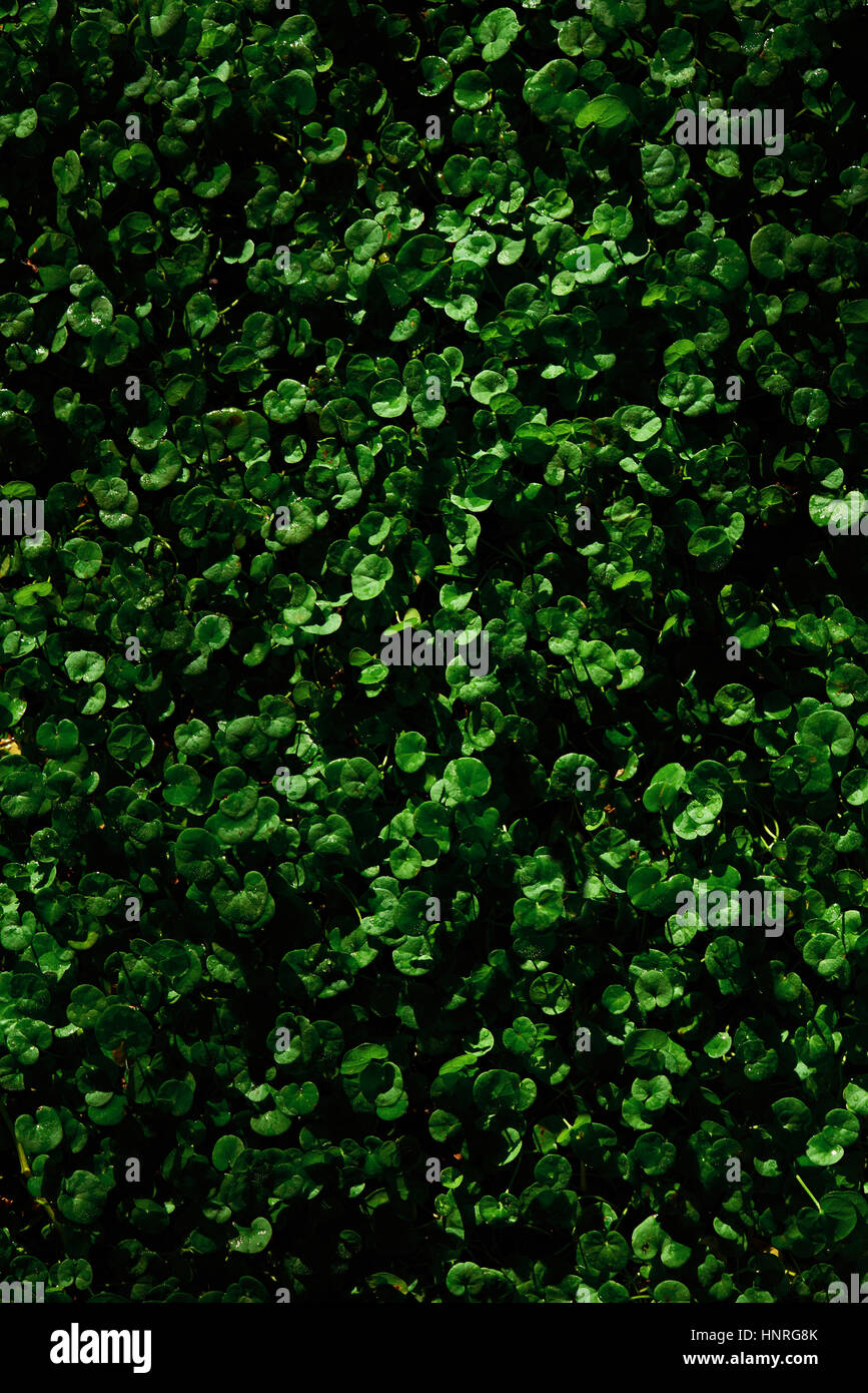 Grüne frische Rasen Aussicht vom oberen Tecture. Runde Form Gras Textur Stockfoto