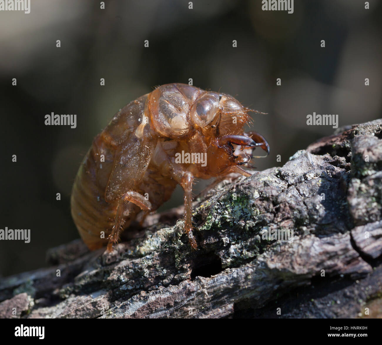 Ich fand diese Zikade, nachdem es aus dem Untergrund aufgetaucht. Es begann die letzte Etappe des Lebens zu befreien von es ist Schale Gehäuse. Naturwunder! Stockfoto