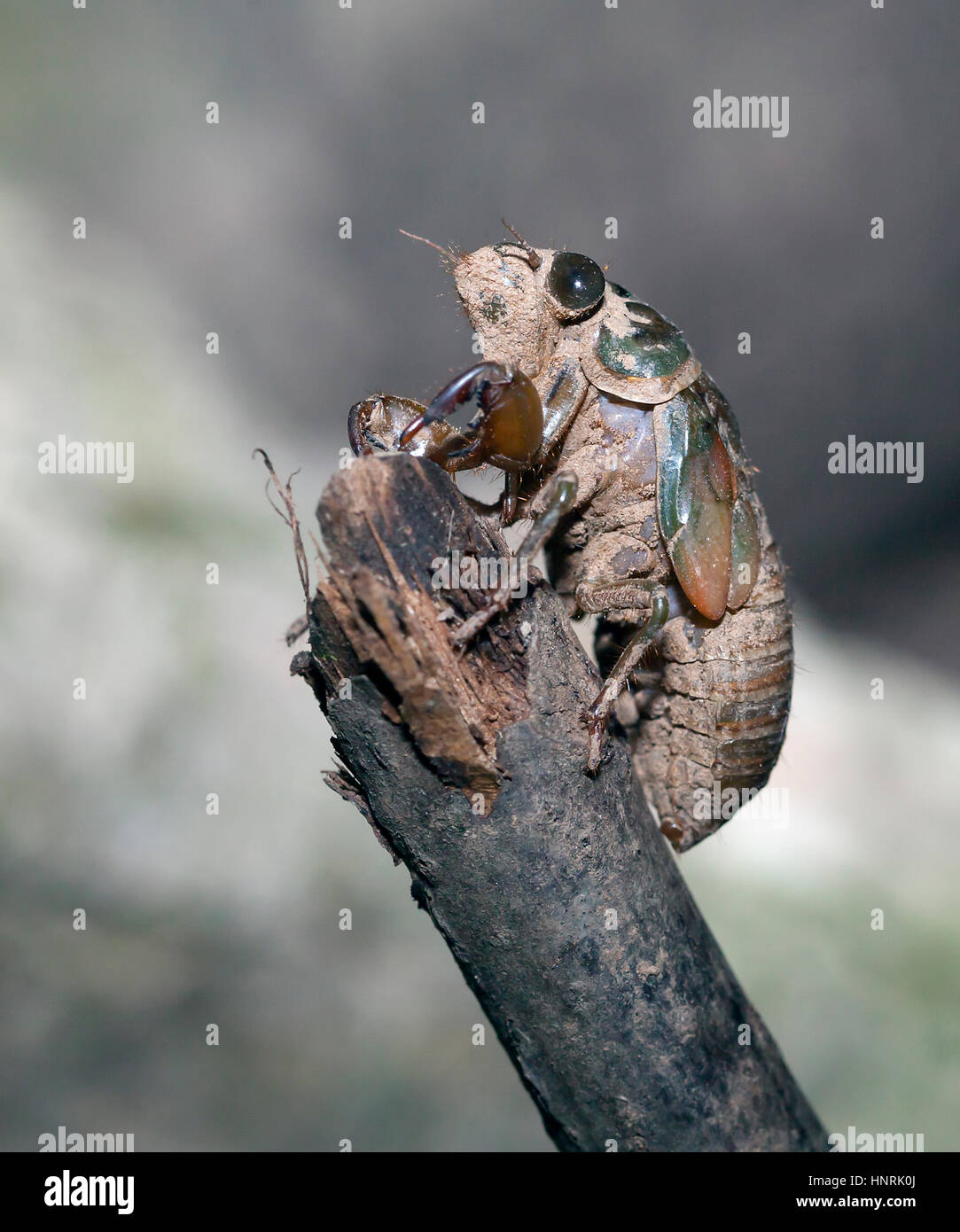 Ich fand diese Zikade, nachdem es aus dem Untergrund aufgetaucht. Es begann die letzte Etappe des Lebens zu befreien von es ist Schale Gehäuse. Naturwunder! Stockfoto