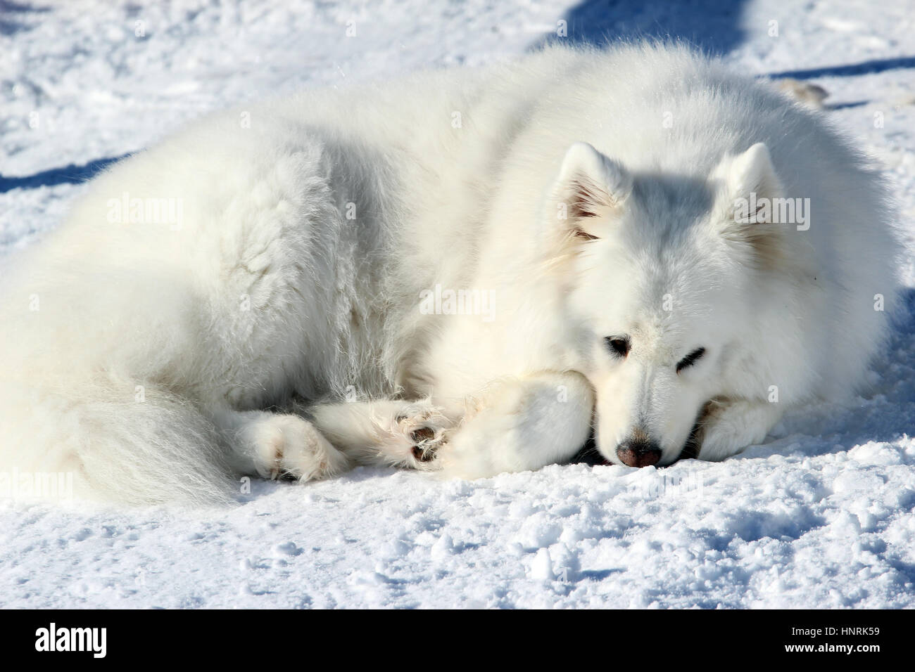 Schönen weißen Samojeden im Schnee liegen Stockfoto