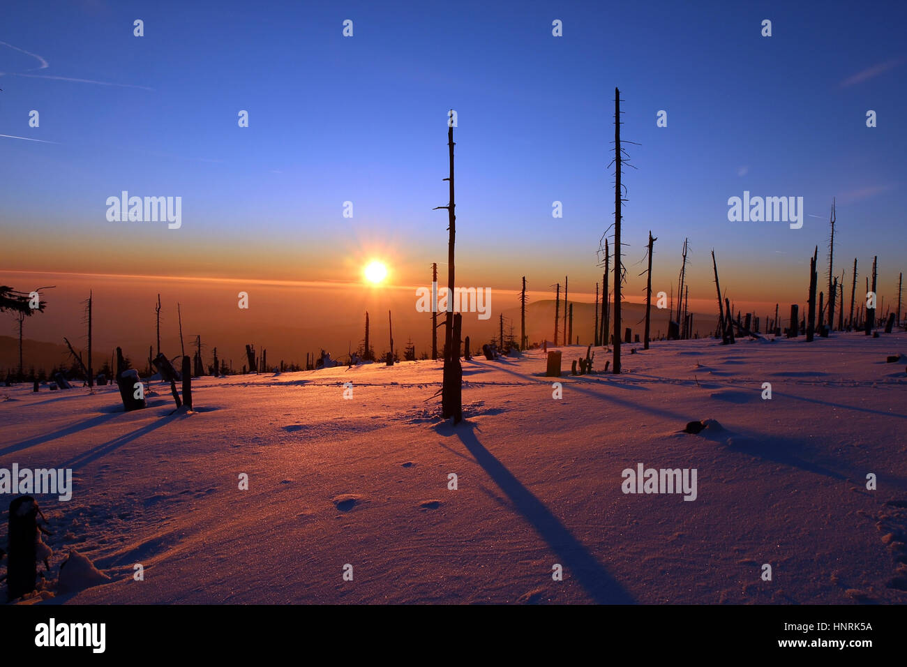 Winterwald bei Sonnenuntergang durch Borkenkäfer zerstört Stockfoto
