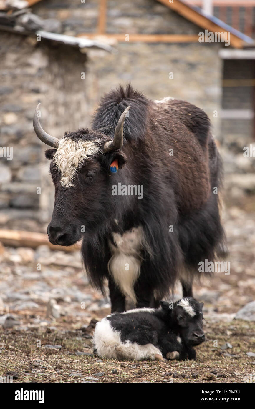 Inländische Yak im Dorf von Nepal Stockfoto