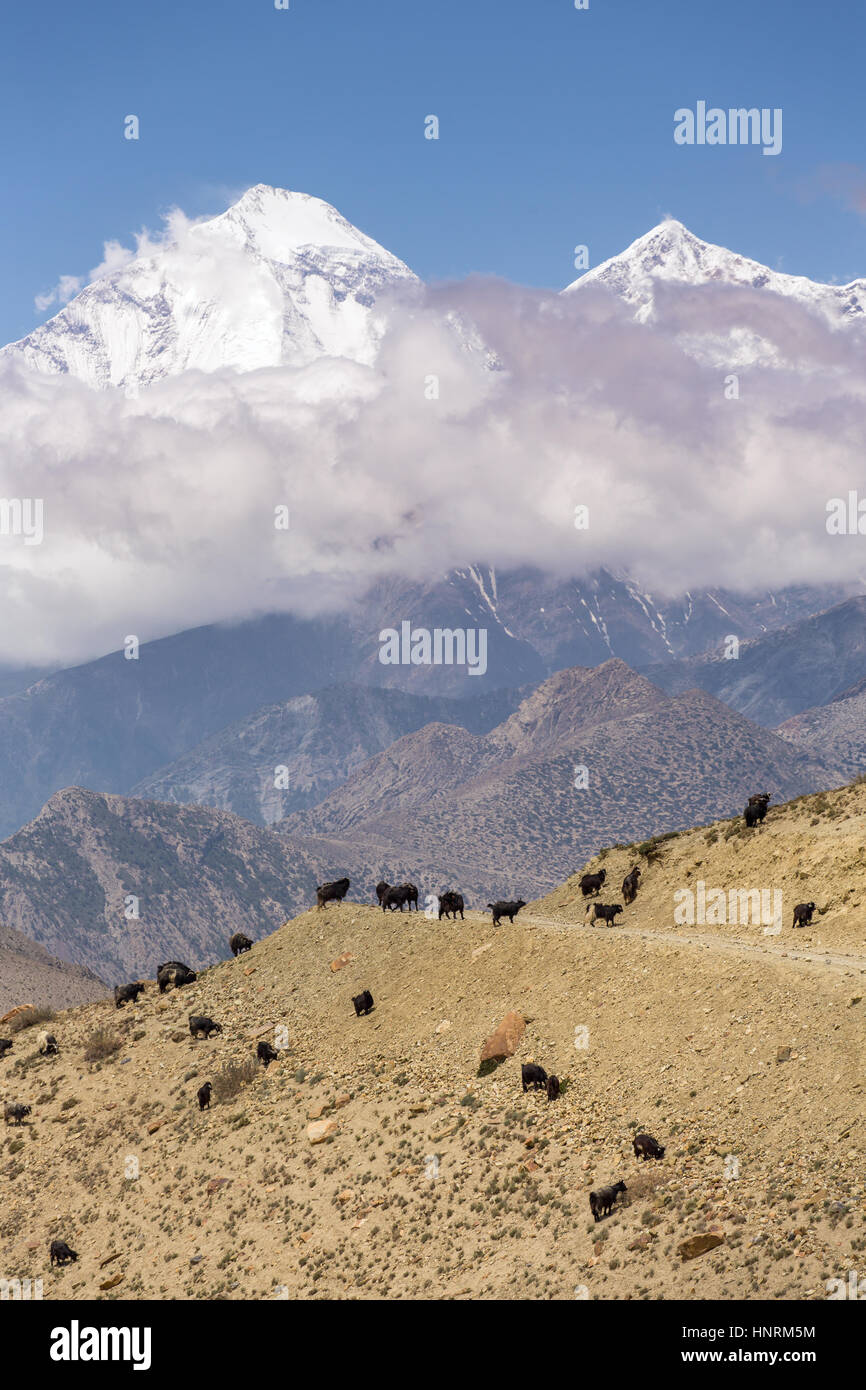 Schöne Berglandschaft mit weidenden Ziegen auf dem Weg von Muktinath nach Kagbeni im unteren Mustang District, Nepal. Stockfoto