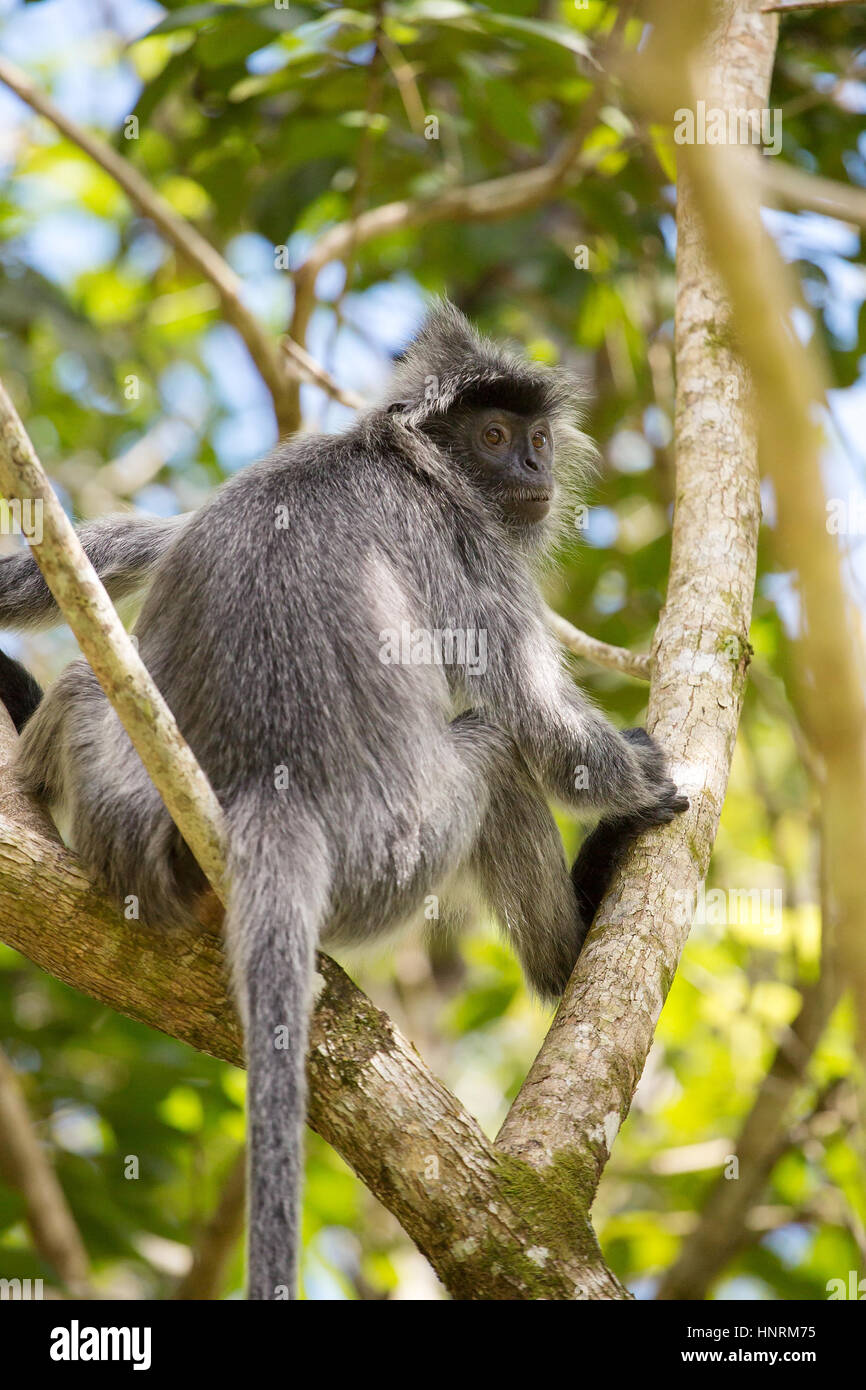 Versilberte Blatt Languren Affen im Bako Nationalpark, Borneo, Malaysia Stockfoto