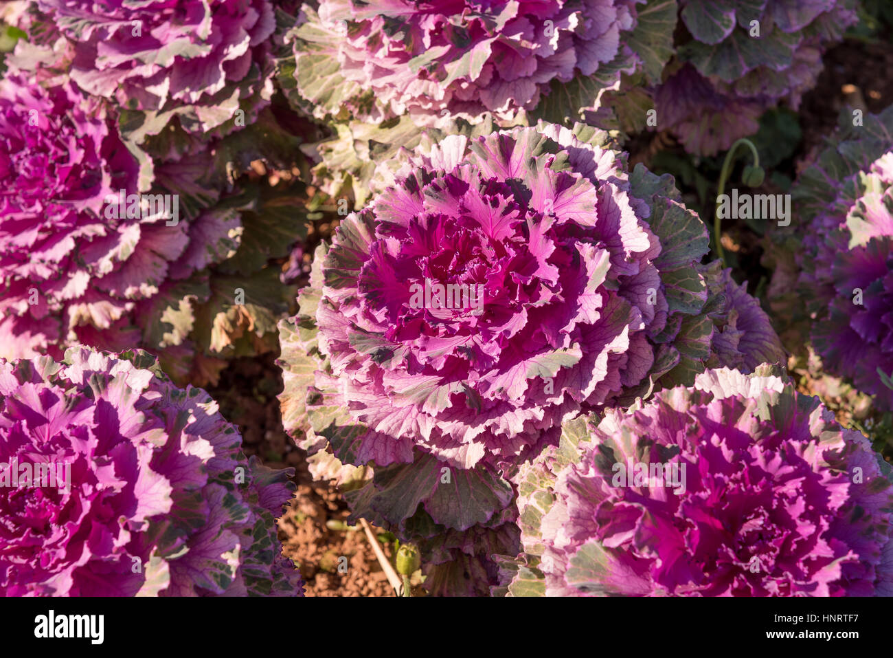 Anbau ornamentalen Grünkohl Red Coral in einem Garten. Stockfoto