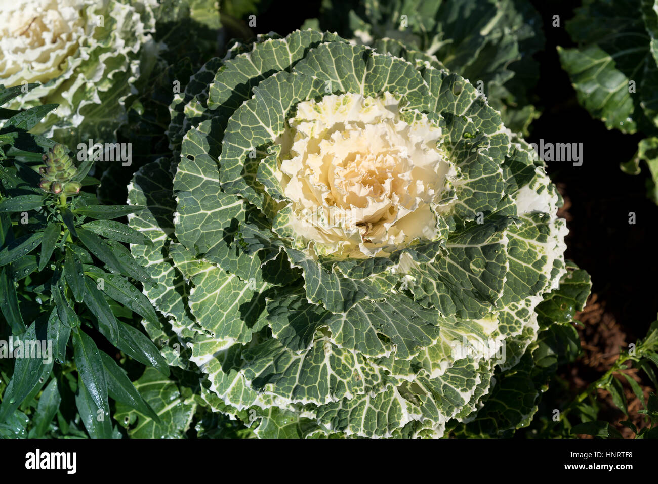 Anbau Zier Kohl in einem Garten in der Natur. Stockfoto