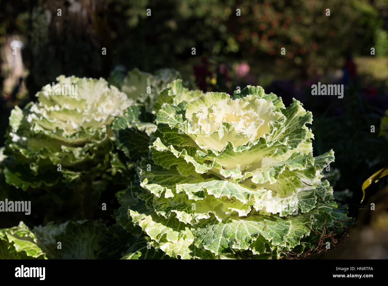 Anbau Zier Kohl in einem Garten in der Natur. Stockfoto