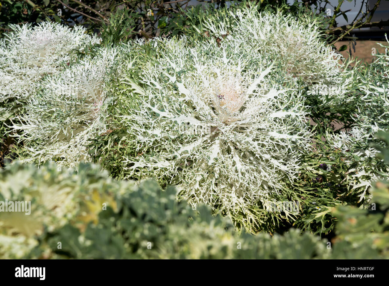 Anbau dekorative Blüte Grünkohl "White Peacock" in einem Garten. Stockfoto