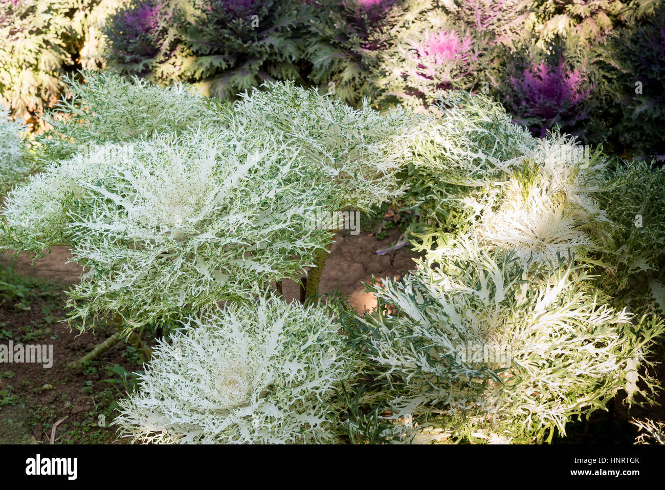 Anbau dekorative Blüte Grünkohl "White Peacock" in einem Garten. Stockfoto