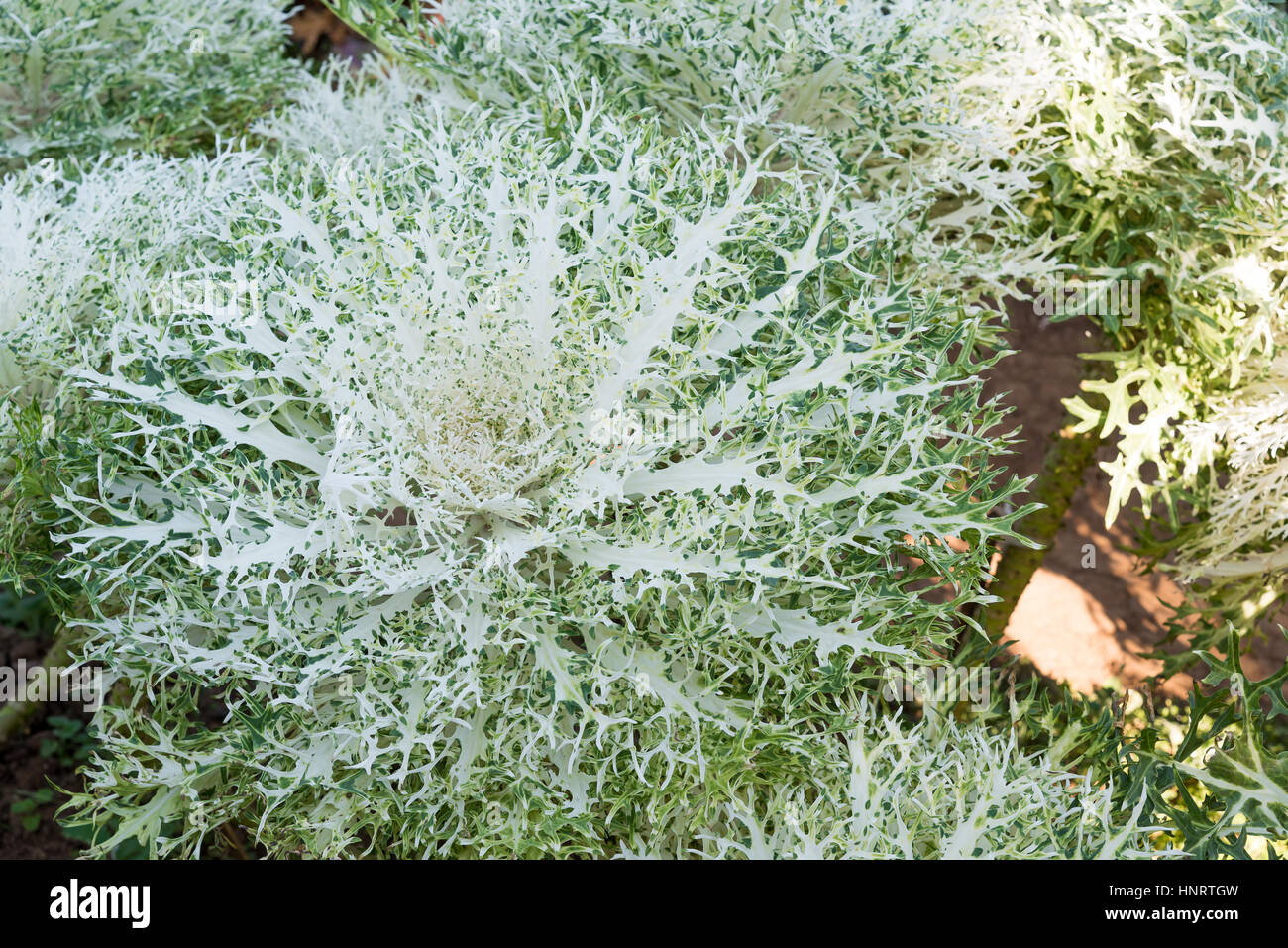 Anbau dekorative Blüte Grünkohl "White Peacock" in einem Garten. Stockfoto