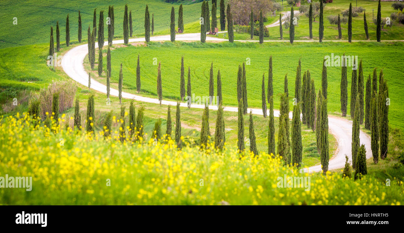 Asciano, Zypressen und sanften Hügeln. Crete Senesi, Toskana, Italien Stockfoto
