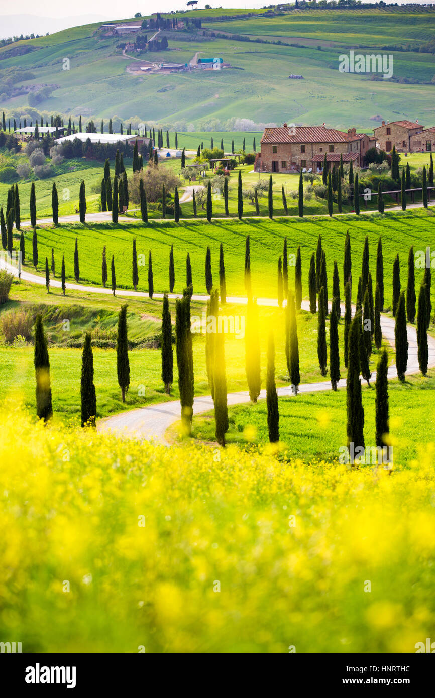 Asciano, Zypressen und sanften Hügeln. Crete Senesi, Toskana, Italien Stockfoto