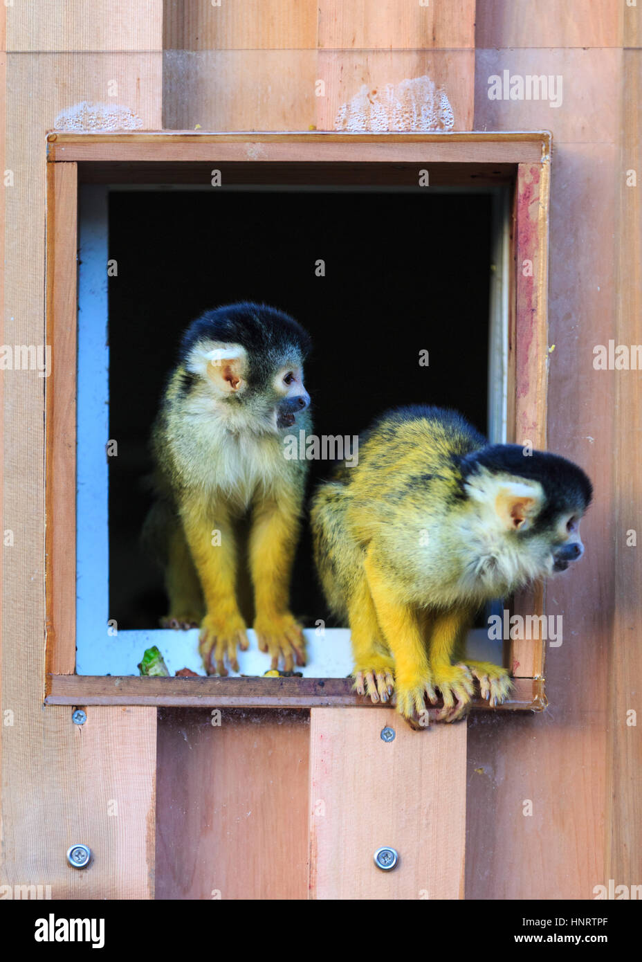 ZSL London Zoo, UK, 20. Dezember 2016. EichhörnchenAffen im Londoner Zoo "Meet the Monkeys