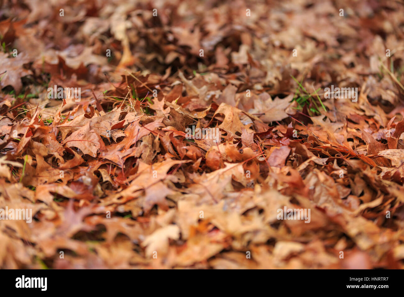 Rote und braune Herbstlaub auf Waldboden, Hintergrund Stockfoto