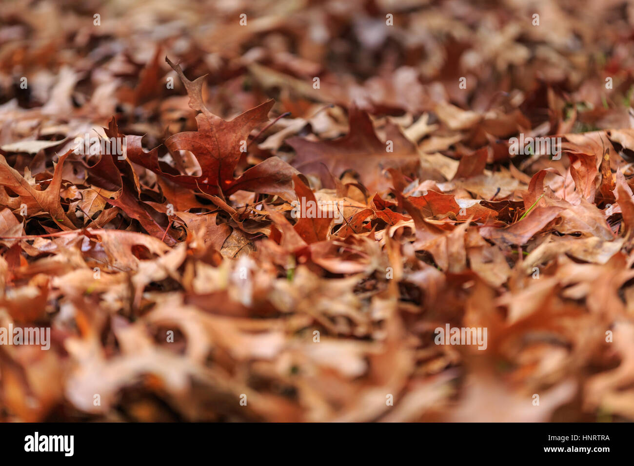 Rote und braune Herbstlaub auf Waldboden, Hintergrund Stockfoto