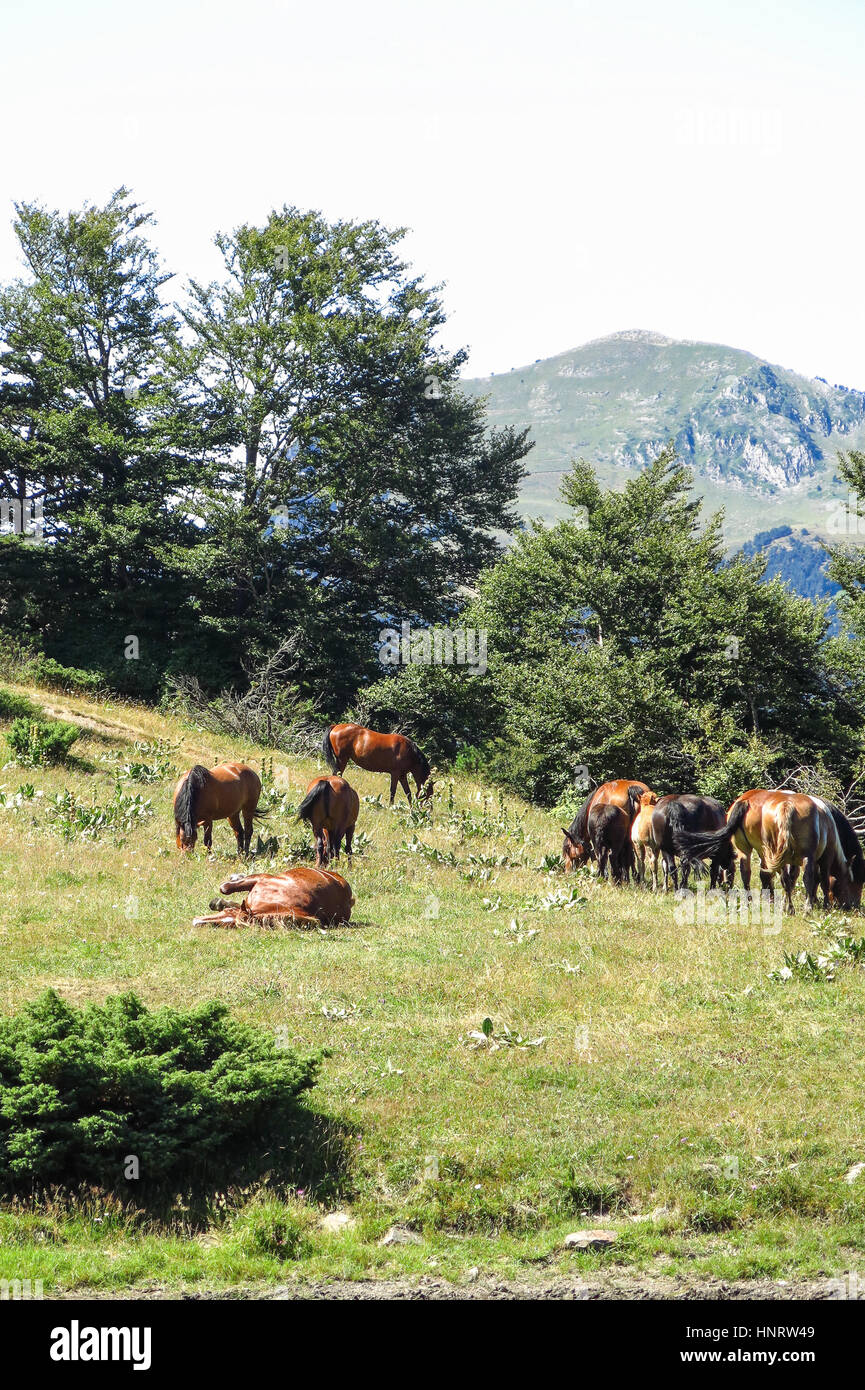 Wildpferde in d ' Aran in den katalanischen Pyrenäen, Spanien. Der Hauptkamm der Pyrenäen bildet eine Kluft zwischen Frankreich und Spanien, mit den Microstate des Stockfoto