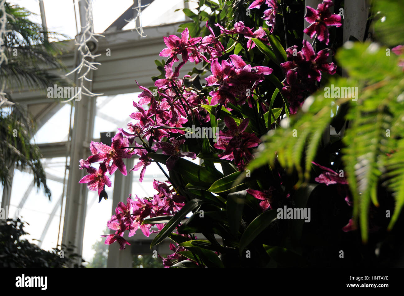 New York, USA, 16. Februar. Rosa Odontoglossum Orchideen in den Palmen der Welt Galerie des Konservatoriums Enid A. Haupt an der New York Botanical Garden Orchid Show bezahlen Hoimage Thailands Fülle von Orchideen. Susanne Masters / Alamy Live News Stockfoto