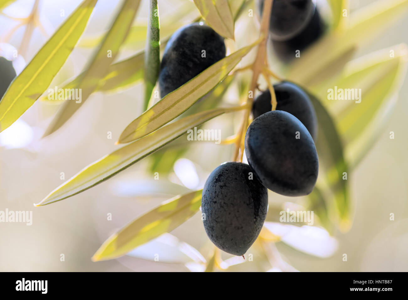 Nahaufnahme einer Gruppe von schwarzen Reifen Oliven hängen von einem Baum im Süden Spaniens in Andalusien mit der Sonne in den Hintergrund unscharf für Kopie Stockfoto
