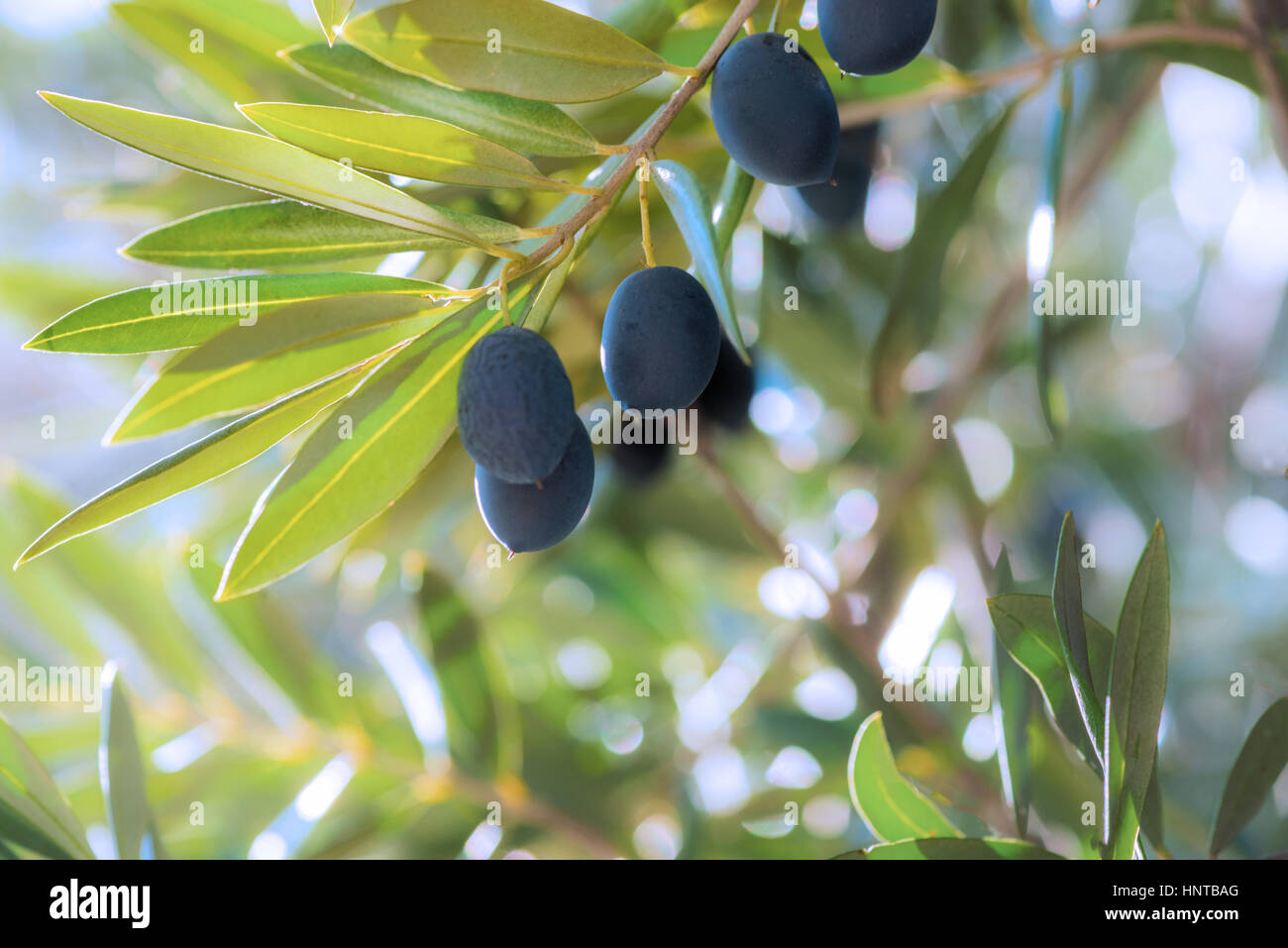 Gruppe von schwarzen Reifen Oliven hängen von einem Baum im Süden Spaniens in Andalusien mit der Sonne, in den Hintergrund unscharf für Textfreiraum Stockfoto