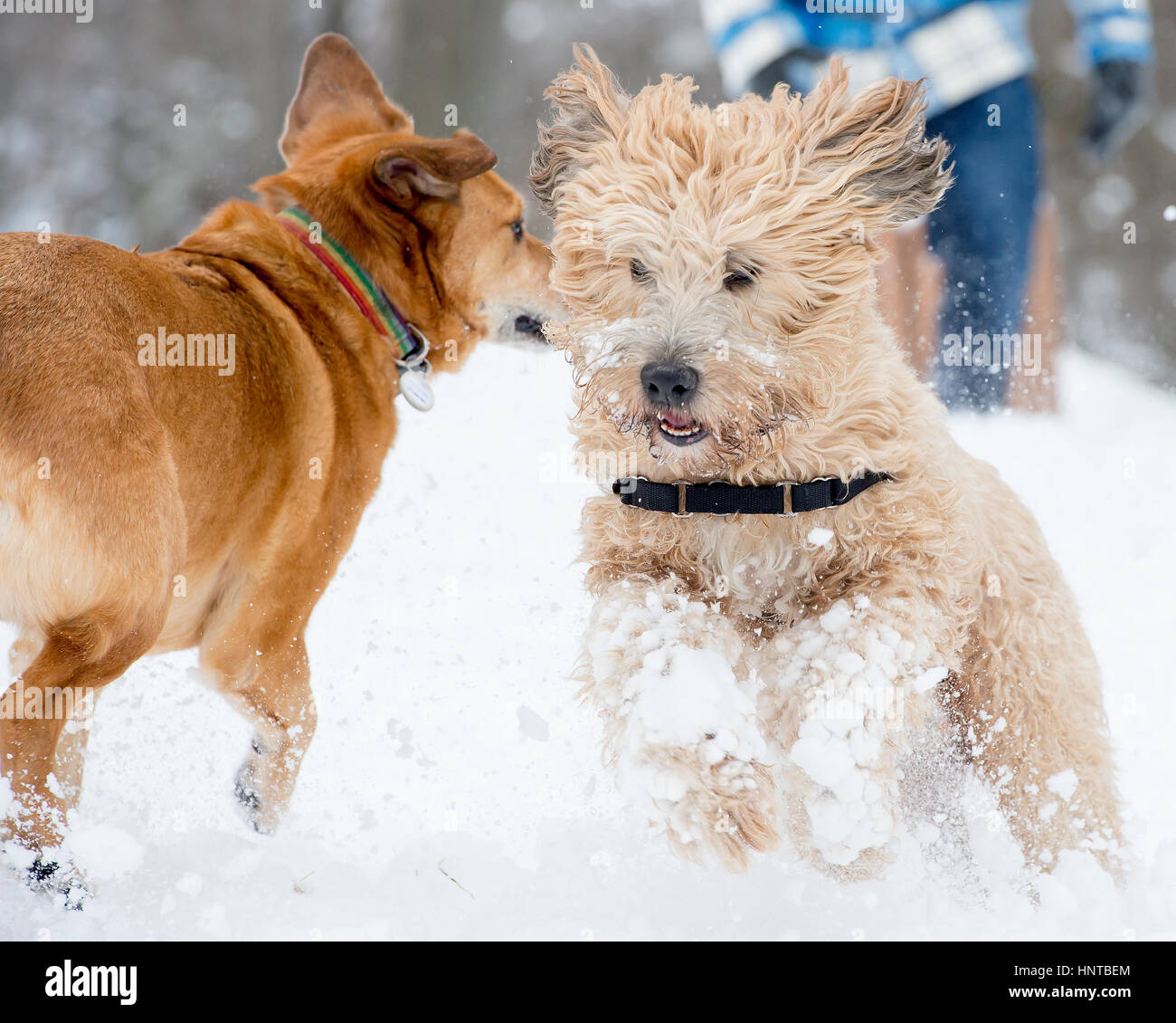 Uncut, Unbeschnittenen, Ausgerastet adorable Wheaten Terrier Hund läuft die Wiedergabe springt im Schnee weißen Hintergrund Winterspaß posing Stockfoto