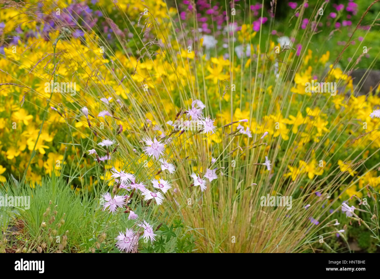 Olymp-Johanniskraut Und Feder-Nelke - Dianthus Plumarius, Hypericum Olympicum und kleine Wildblumen Stockfoto
