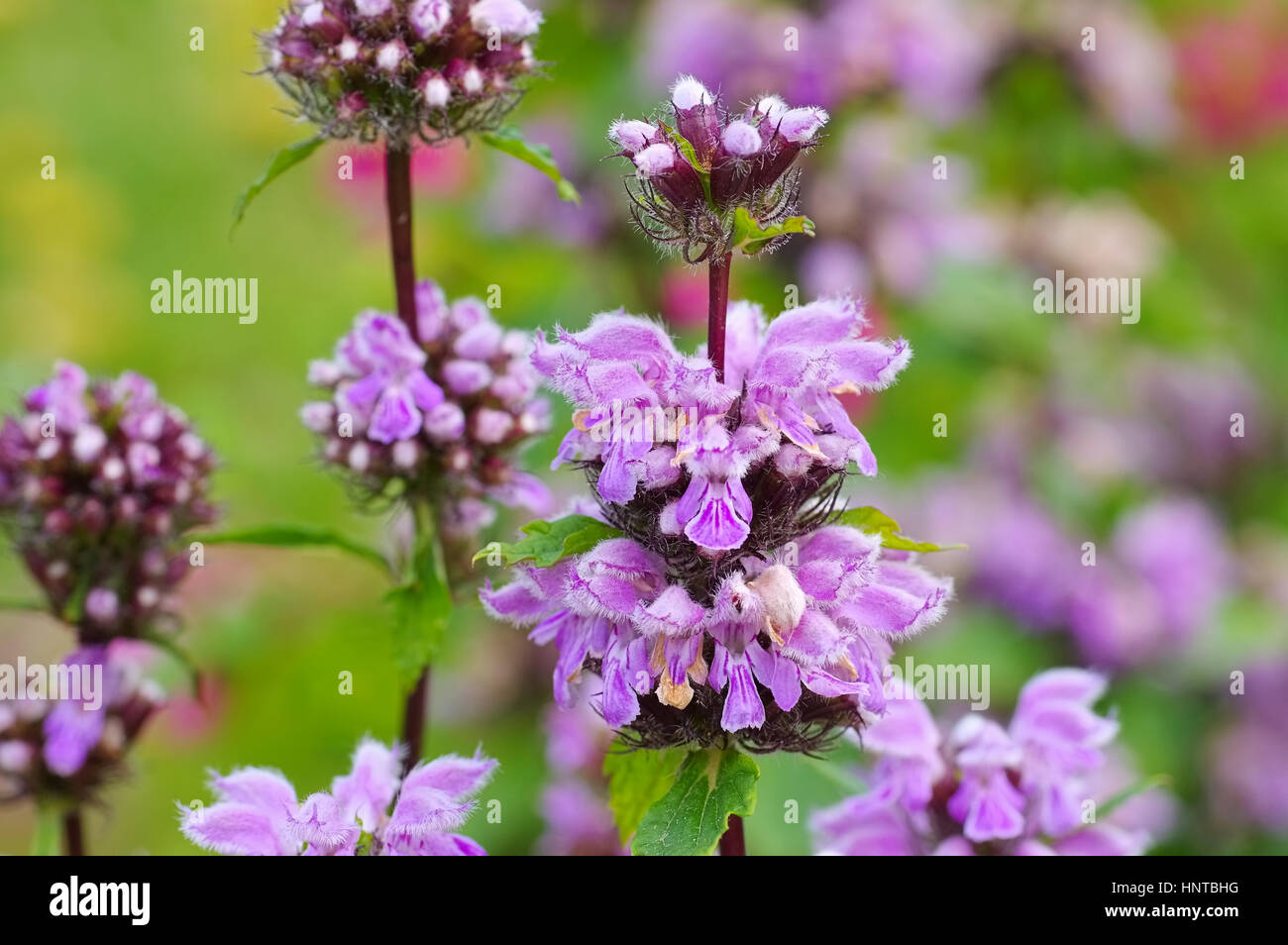 Brandkraut, Phlomis Maximowiczii - Phlomis Maximowiczii lila Wildblumen Stockfoto