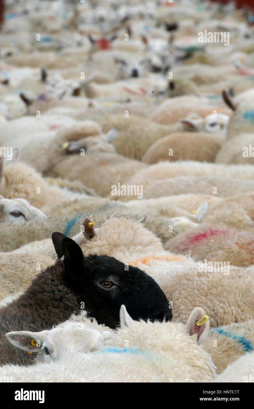 Schwarze Schafe in einer Herde von weißen. Cumbria. Stockfoto