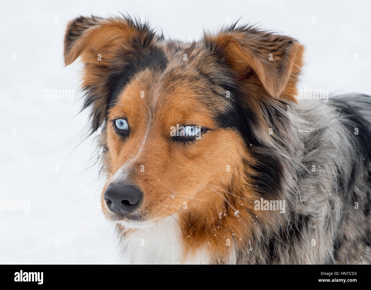 Atemberaubende blauäugiger dreifarbige blaue Augen Australian Shepard Shepherd Aussie Hund Nahaufnahme Hochformat Kopfschuss Stockfoto