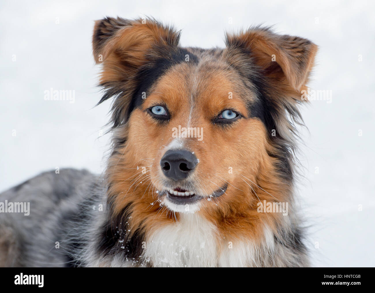 Atemberaubende blauäugiger dreifarbige blaue Augen Australian Shepard Shepherd Aussie Hund Nahaufnahme Hochformat Kopfschuss Kopfneigung Stockfoto