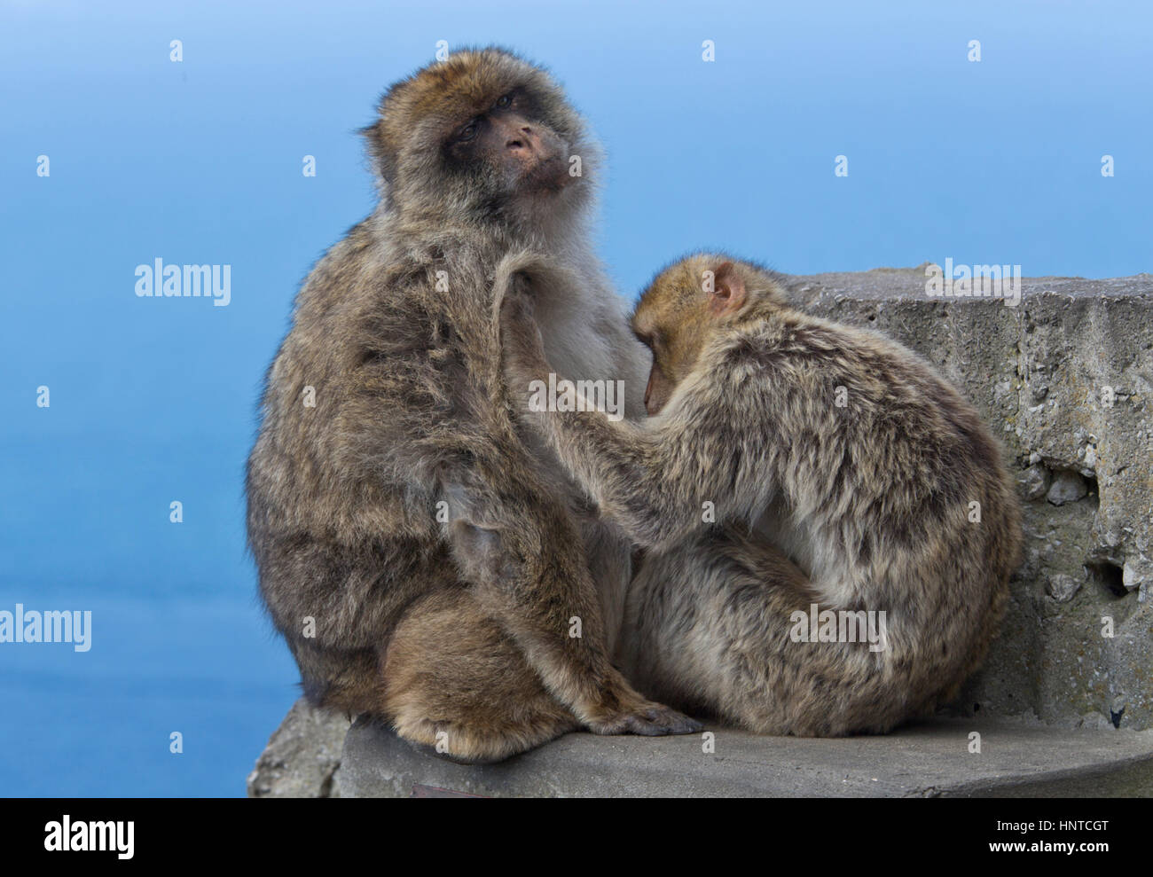 Alpha-Männchen Gähnen Stockfoto