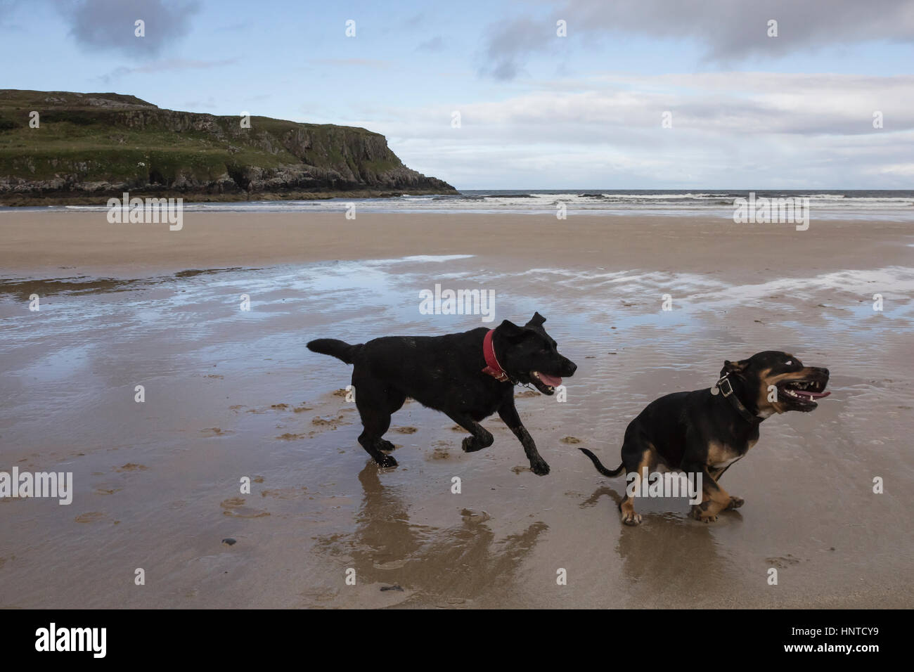 Zwei Hunde haben ein Haschen Spiel auf eine schottische Strand. Stockfoto