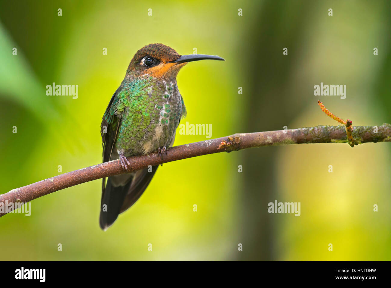 Violett-fronted brillant (Heliodoxa Leadbeateri) Jugendkriminalität, Wildsumaco, Ecuador Stockfoto