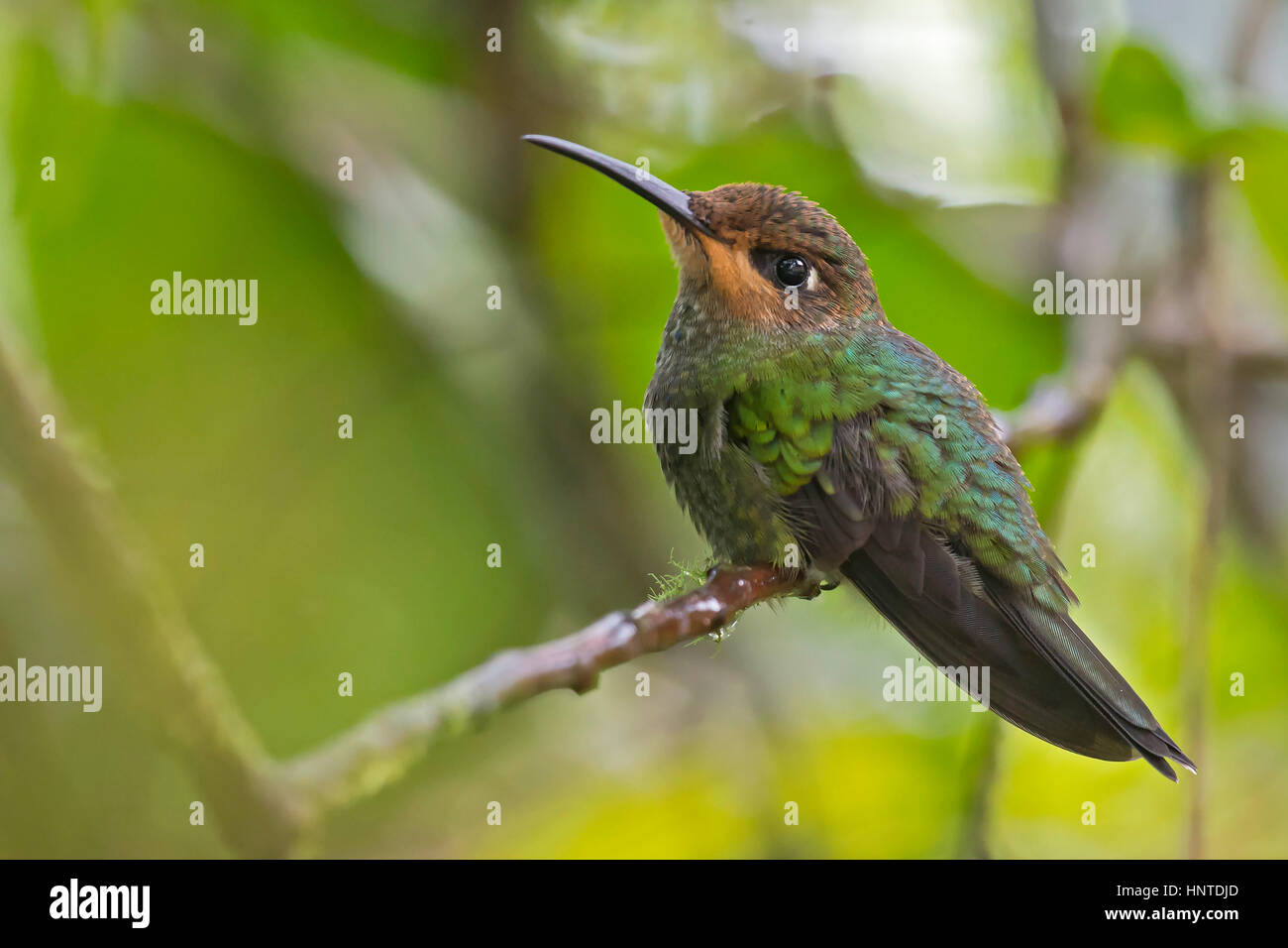 Violett-fronted brillant (Heliodoxa Leadbeateri) Jugendkriminalität, Wildsumaco, Ecuador Stockfoto