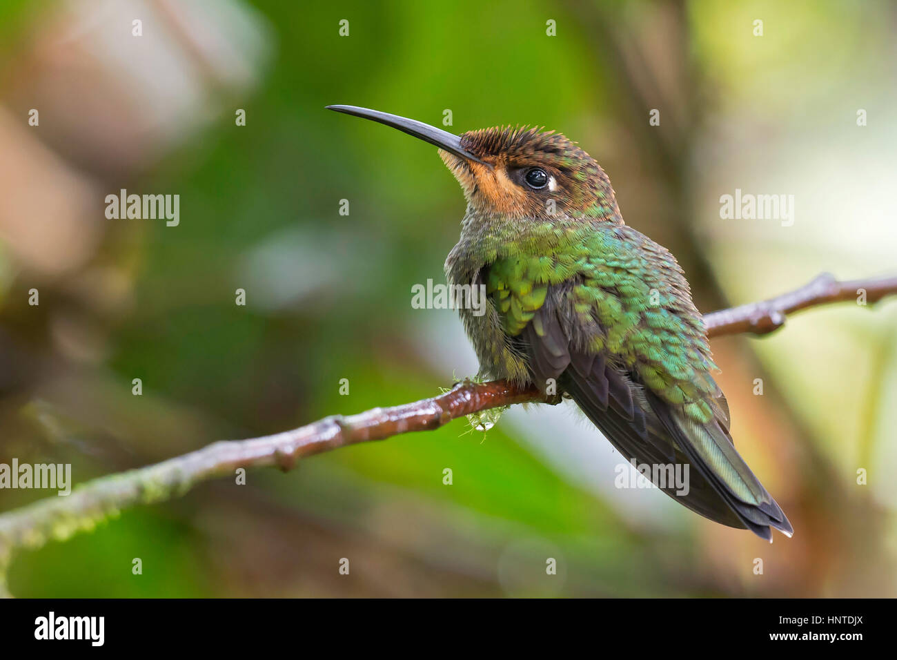 Violett-fronted brillant (Heliodoxa Leadbeateri) Jugendkriminalität, Wildsumaco, Ecuador Stockfoto