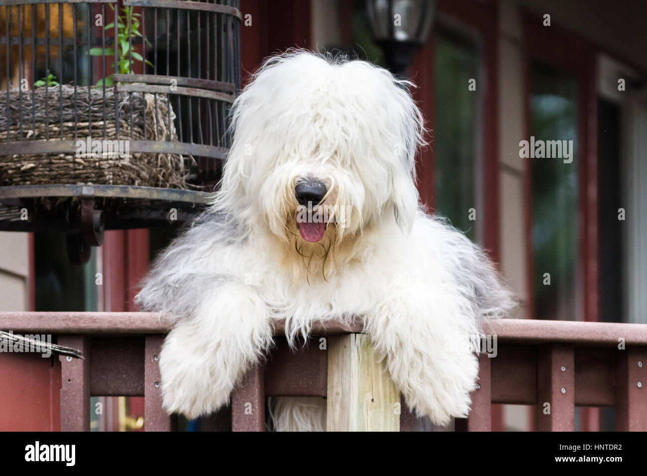 Old English Sheepdog stehend mit vorderen Pfoten auf Deck Schiene Gruß Besucher Stockfoto