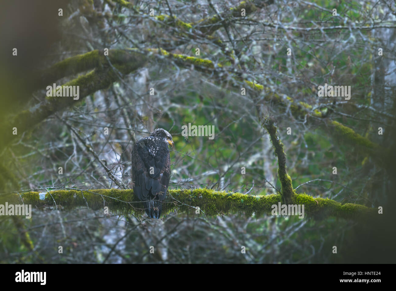 Juvenile Weißkopfseeadler thront im dichten Wald Stockfoto