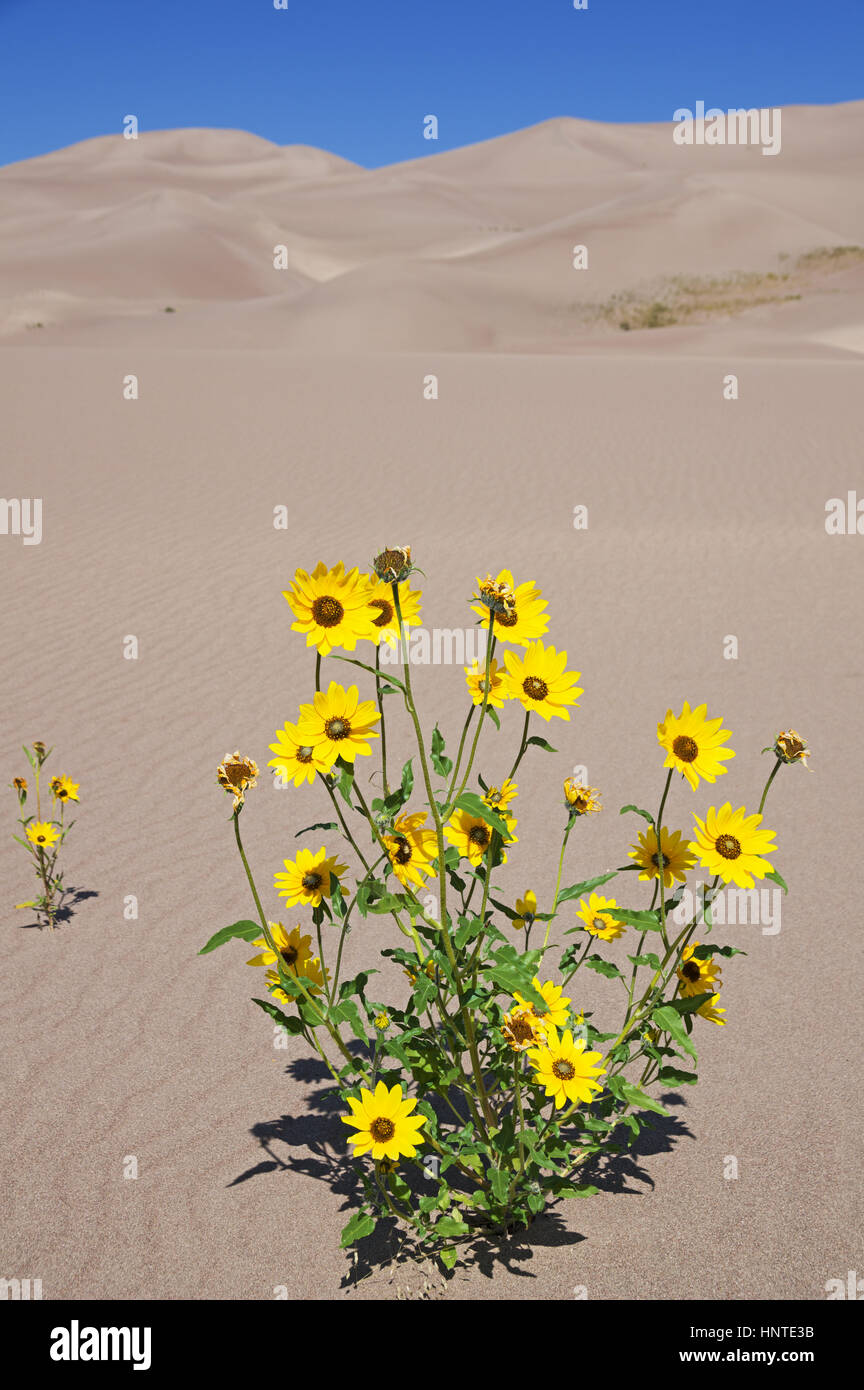 gelbe Prärie Sonnenblumen oder Helianthus Kletter wächst aus dem Sand im Great Sand Dunes National Park in Colorado Stockfoto