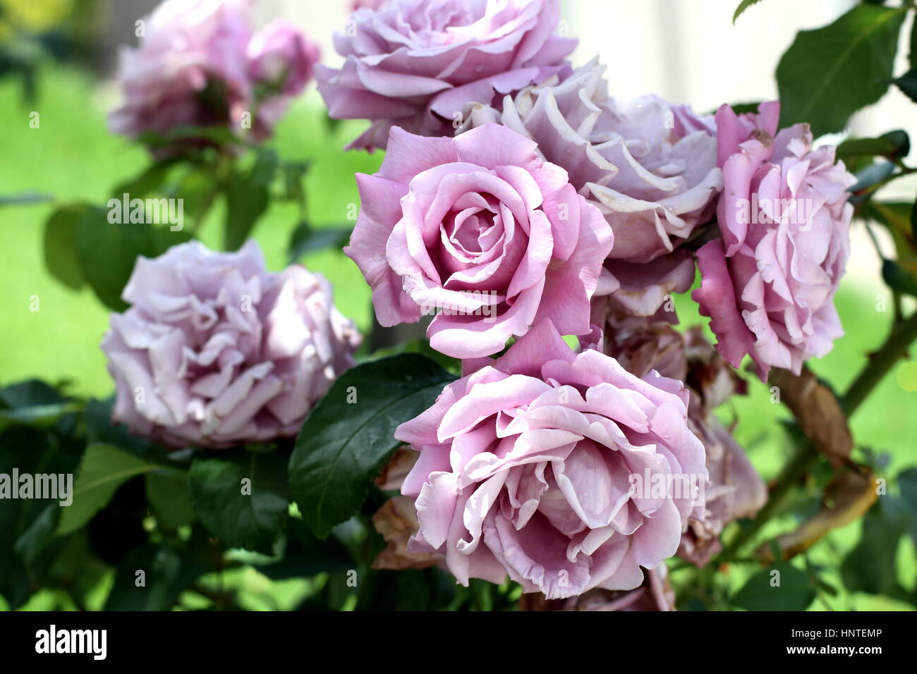 Blühende Rosen Charles de Gaulle - hybride TEROSE Stockfoto
