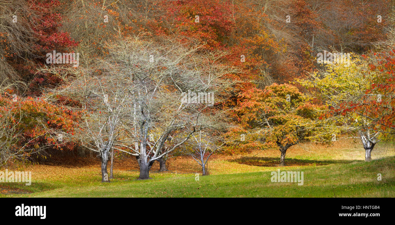Herbstlichen Wald in den Mount Lofty Botanic Garden, Adelaide, South Australia, Australien. Stockfoto
