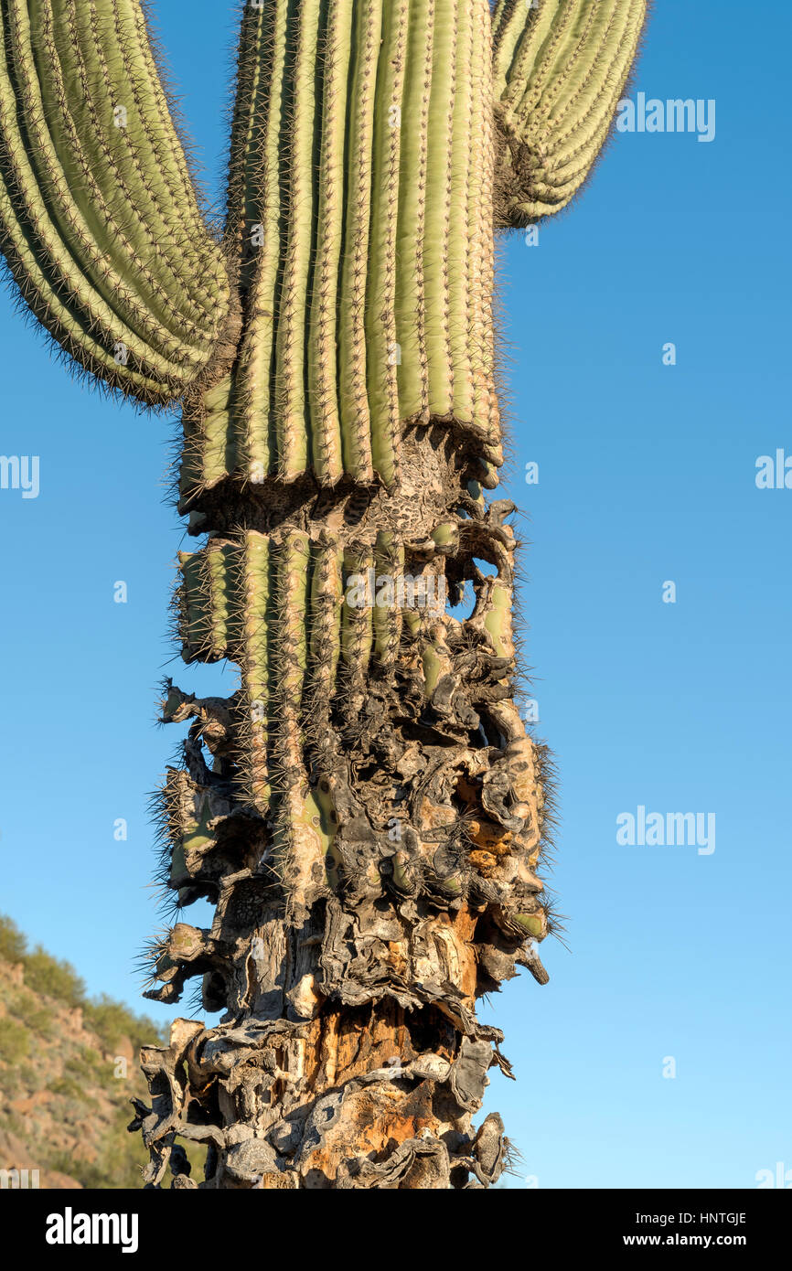 Beschädigt, sterben Saguaro Kaktus Stockfoto