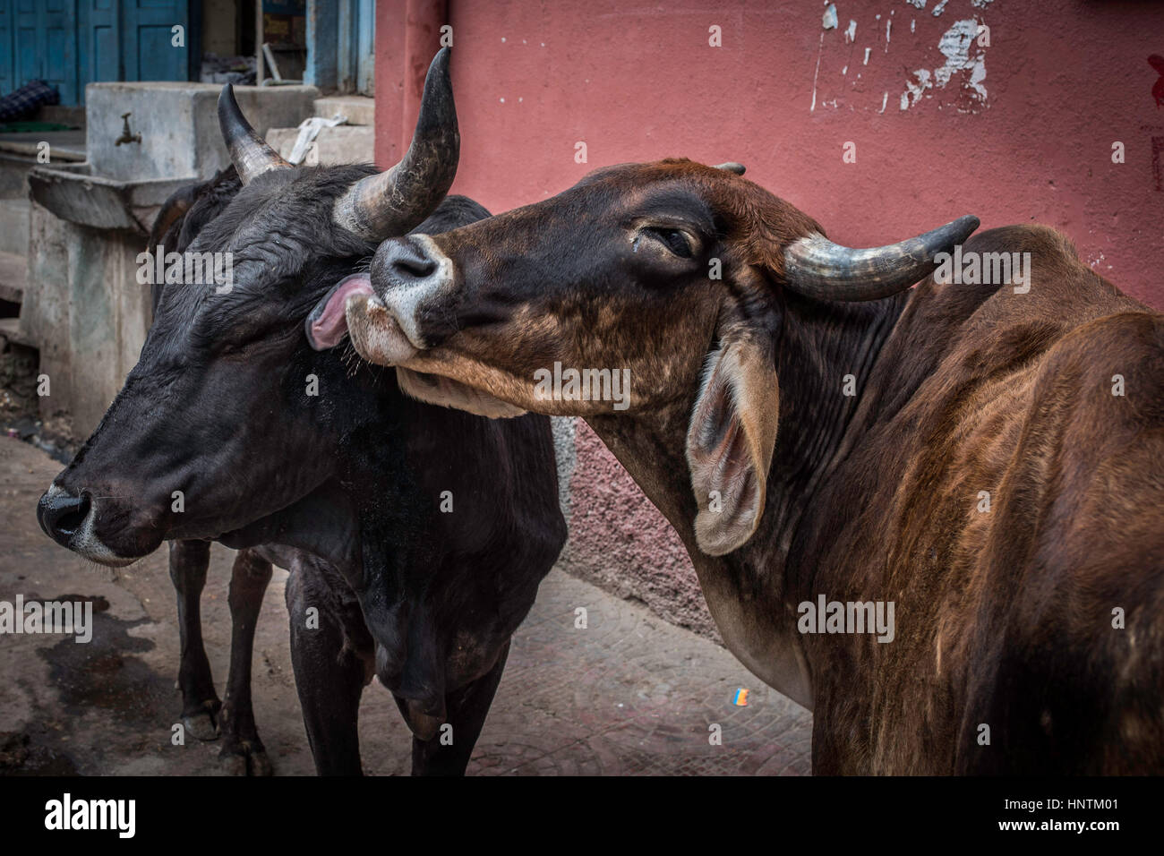 Ein Clow Reinigung ein anderes, Pushkar, Indien Stockfoto