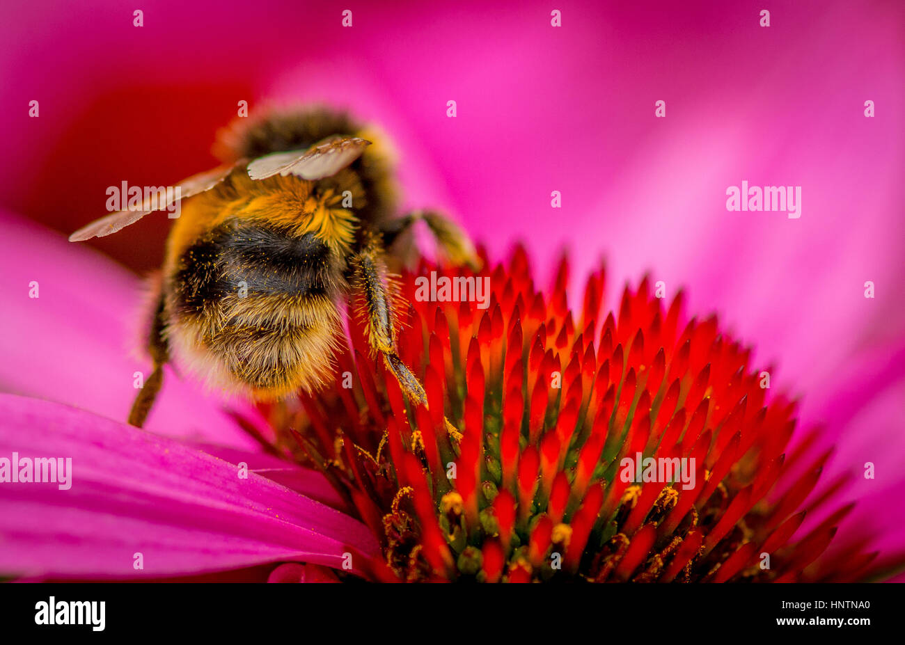 Bumble Bee Pollen sammeln aus dem Garten Blume Stockfoto