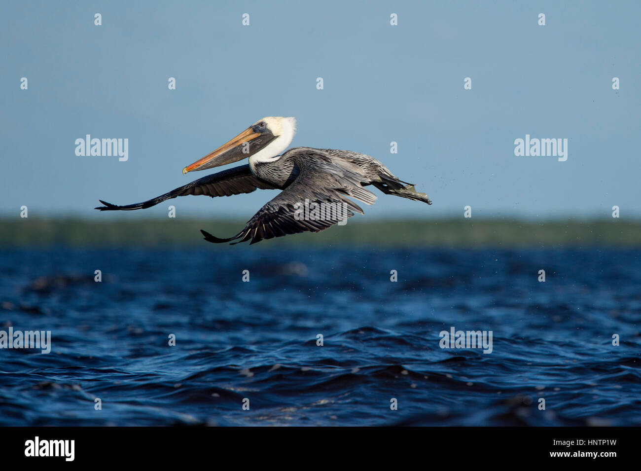 Ein Erwachsener Brown Pelican fliegt niedrig über dem Wasser mit seinen Flügeln an einem sonnigen Tag nach vorne gestreckt. Stockfoto