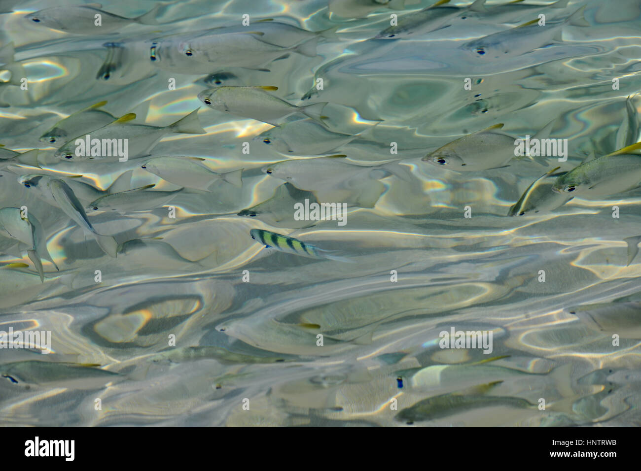 tropische Fische in Kristall klares Wasser, Sri Lanka Stockfoto