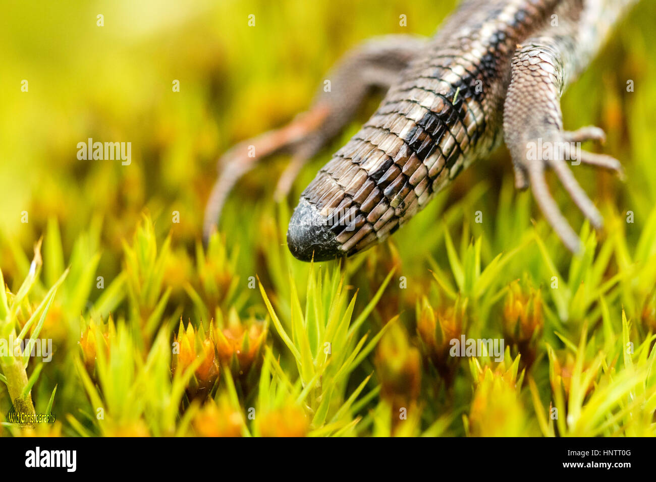 Gemeinen Eidechse (Zootoca Vivipara) Stockfoto