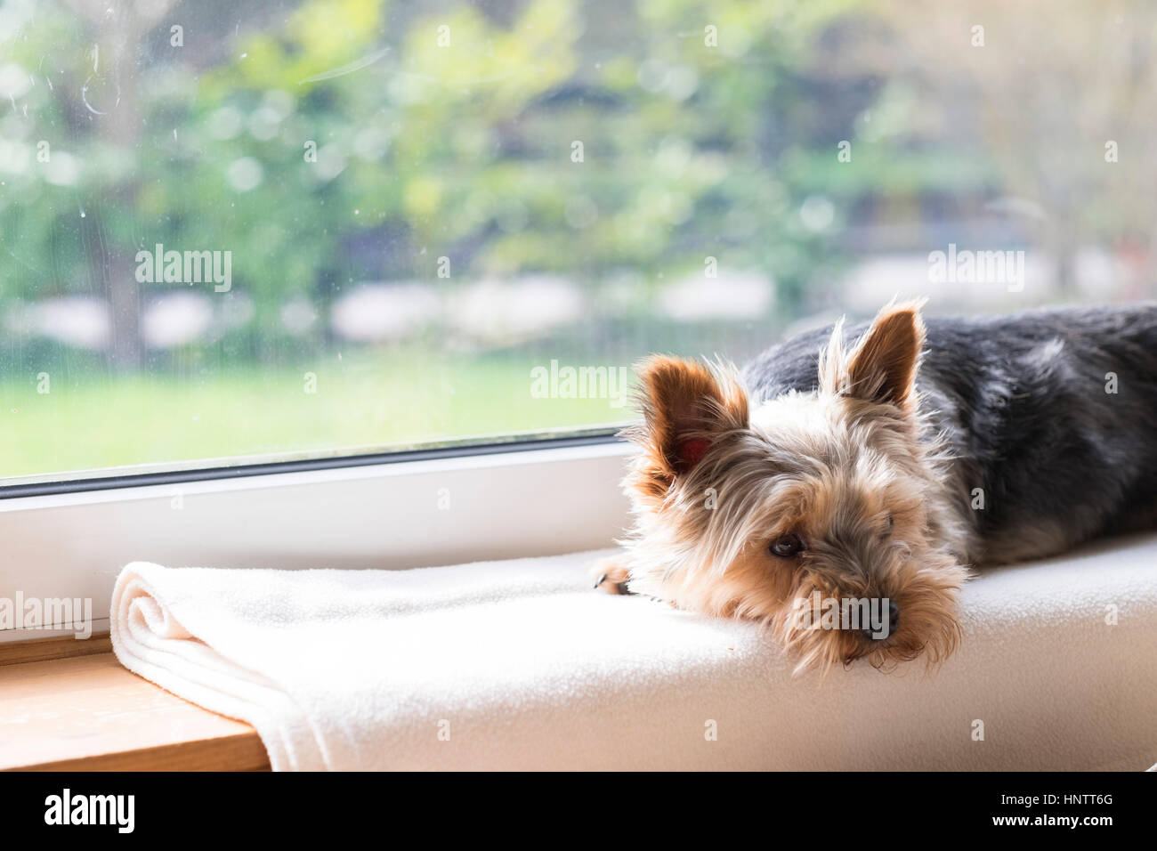 Ein Hund wartet auf einer Fensterbank. Stockfoto