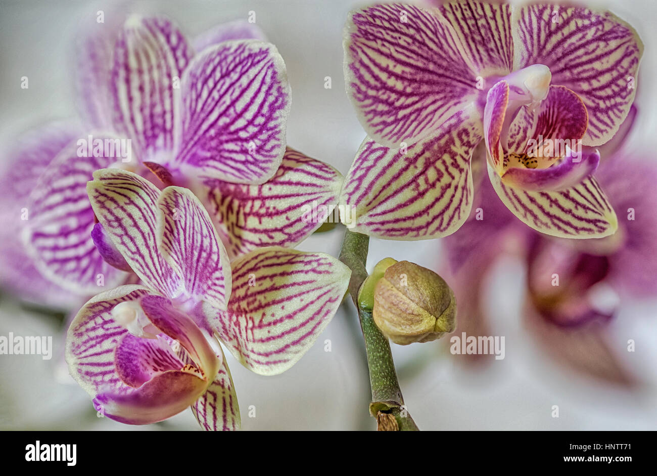 Blühende Orchidee Stockfoto