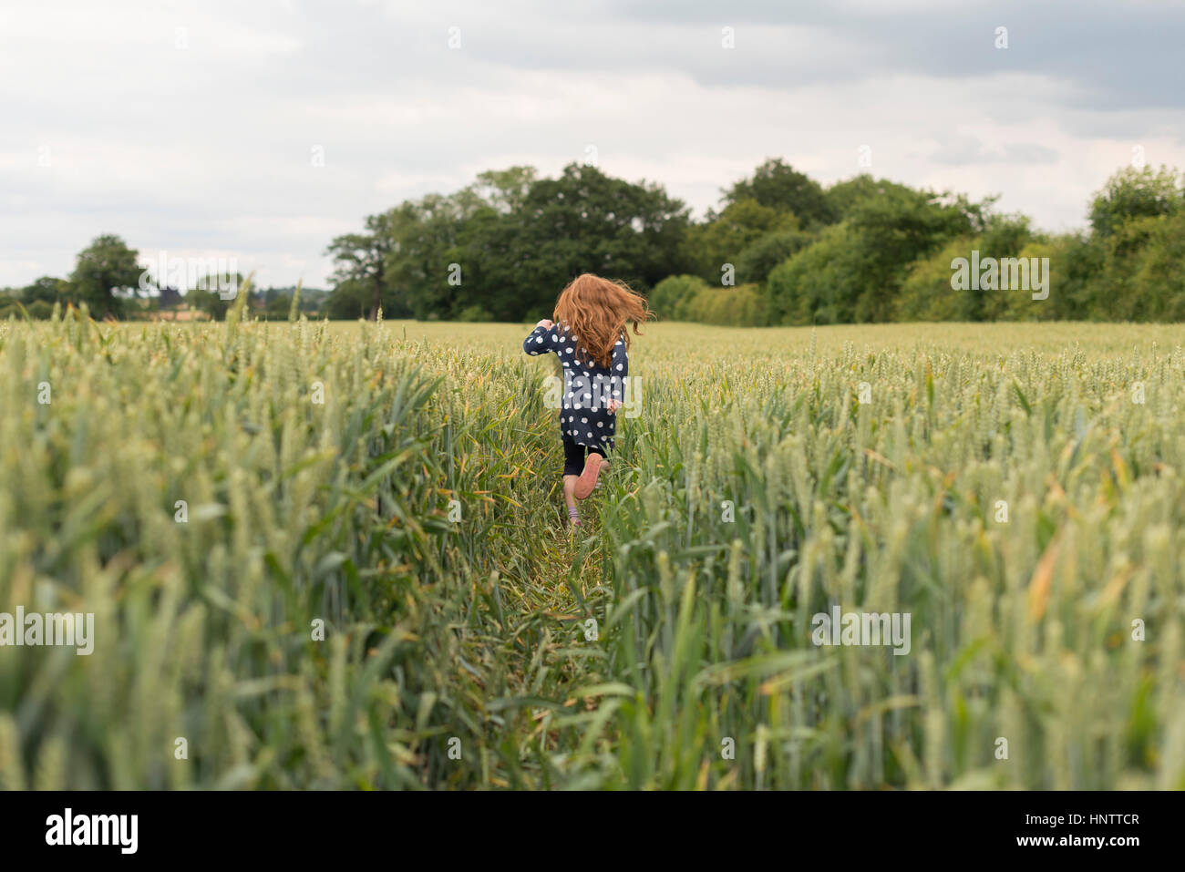 Ein kleines Mädchen mit roten Haaren läuft durch ein Weizenfeld. Stockfoto