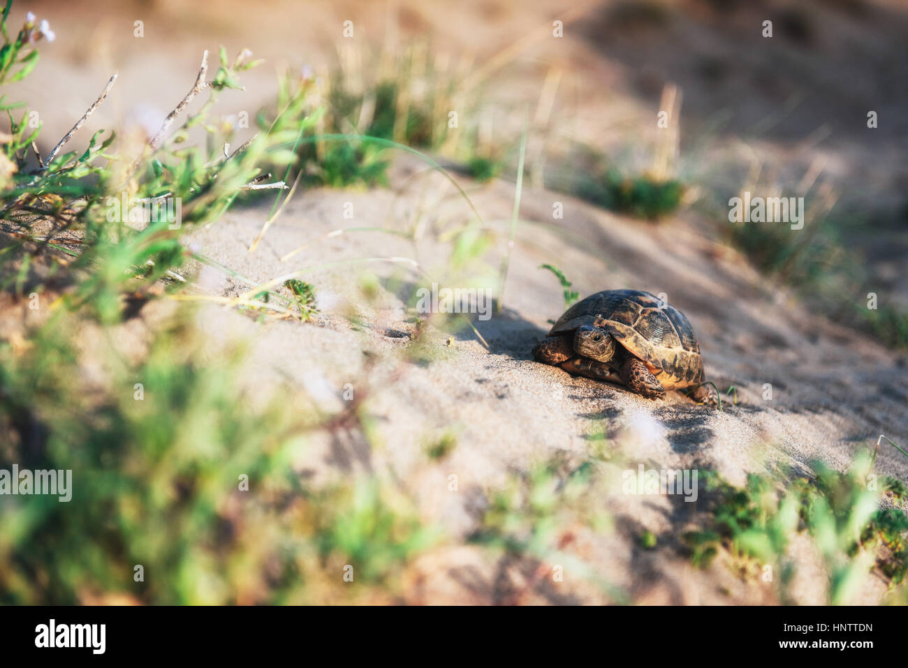 Schildkröte geht langsam in den Sand mit seiner schützenden Hülle Stockfoto
