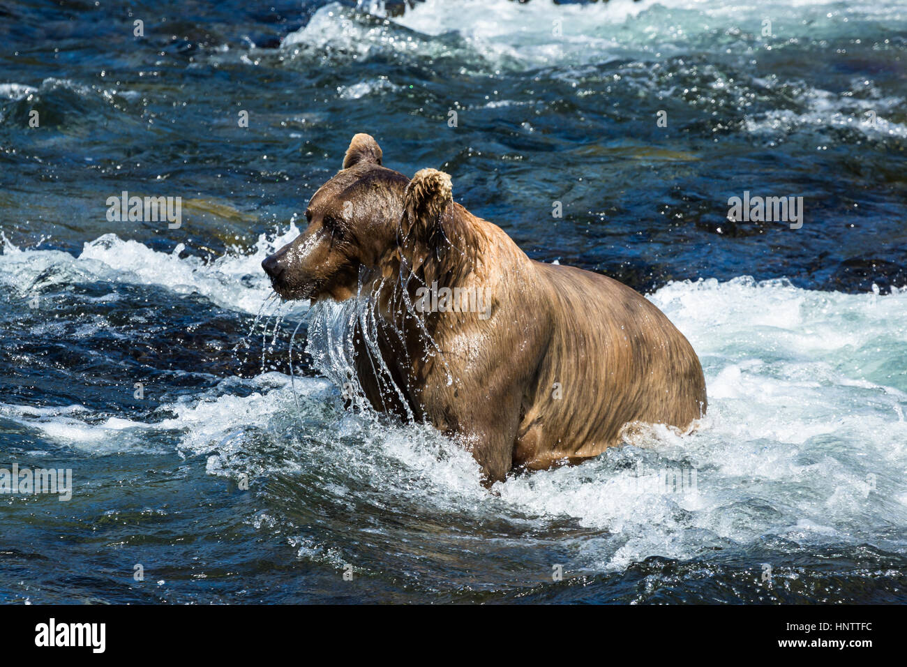 Diese Leistungsbeschreibung Braunbär von Fischen unter Wasser taucht und tropft Wasser aus dem Gesicht. Sie kommt zu den Brooks Falls im Katmai Nationalpark, Alaska-fo Stockfoto